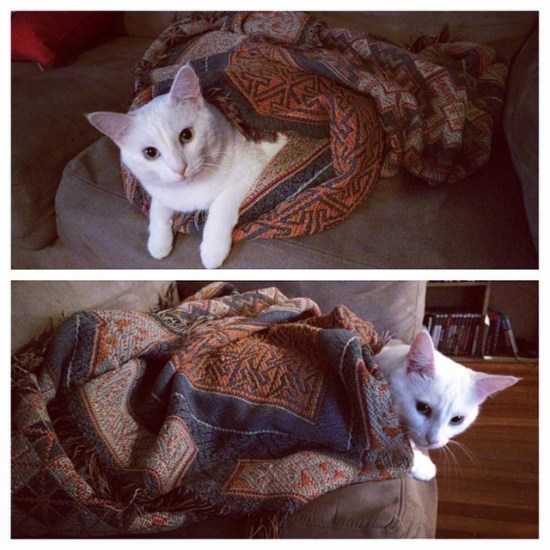 10684044_575033049285734_1022289603_n