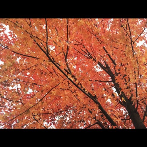 10724058_850438418340532_1463275523_n